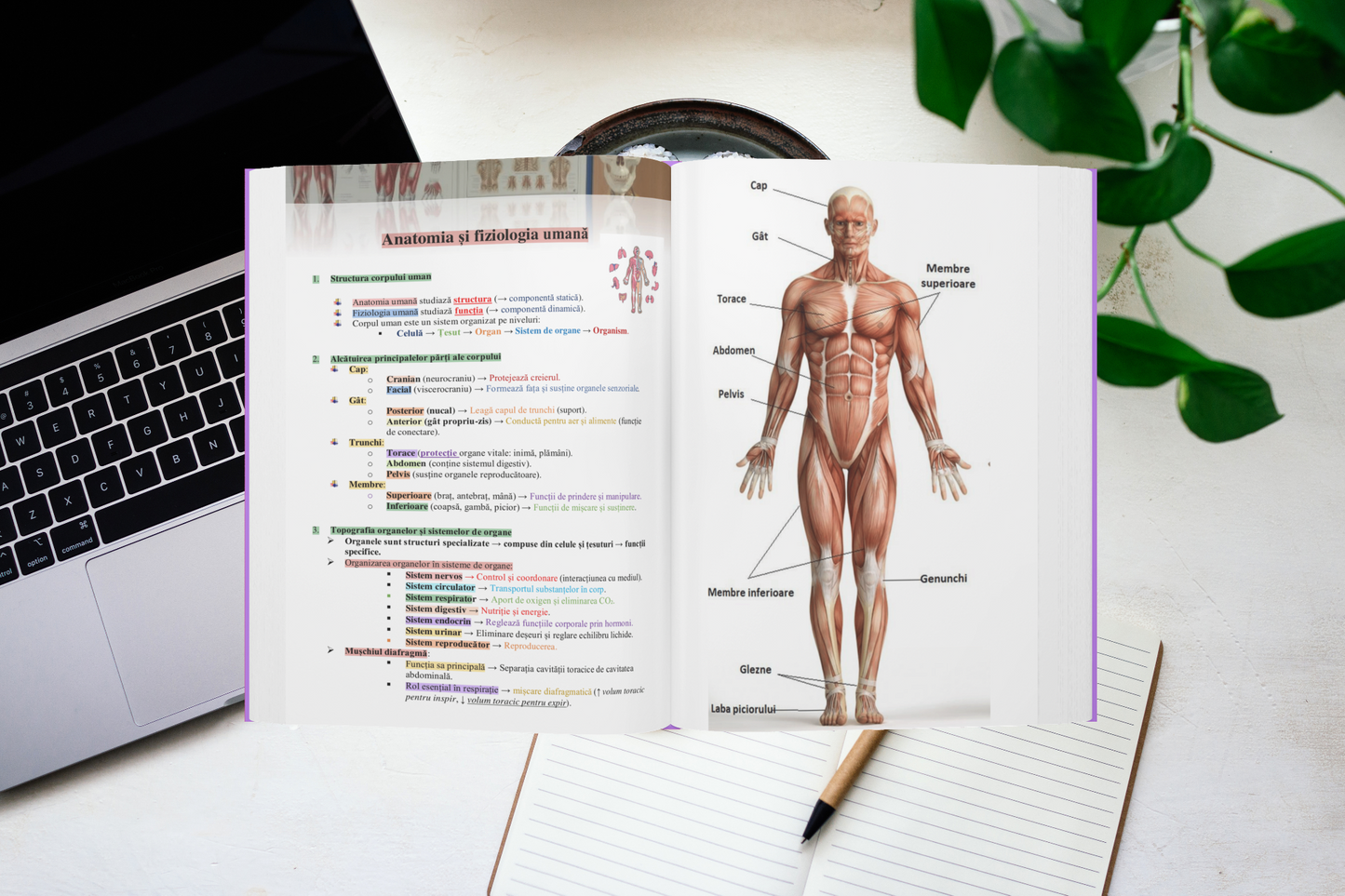 Pachet Bacalaureat | Biologie 11-12 + Română + Matematică